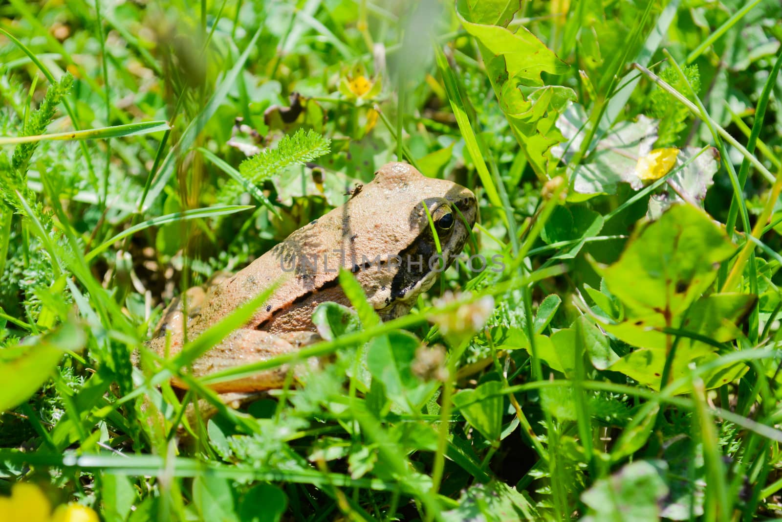 Frog, in search for home, hiding in the grass