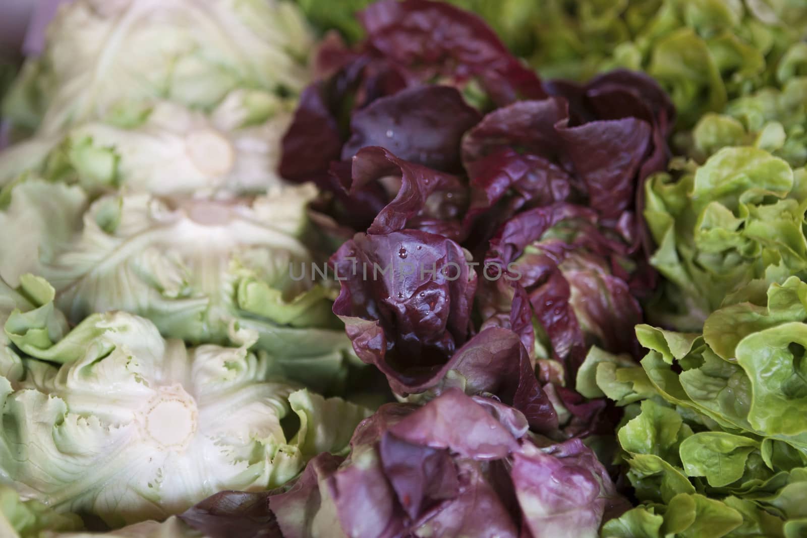 Salad mix with rucola, frisee, radicchio and lamb's lettuce. 