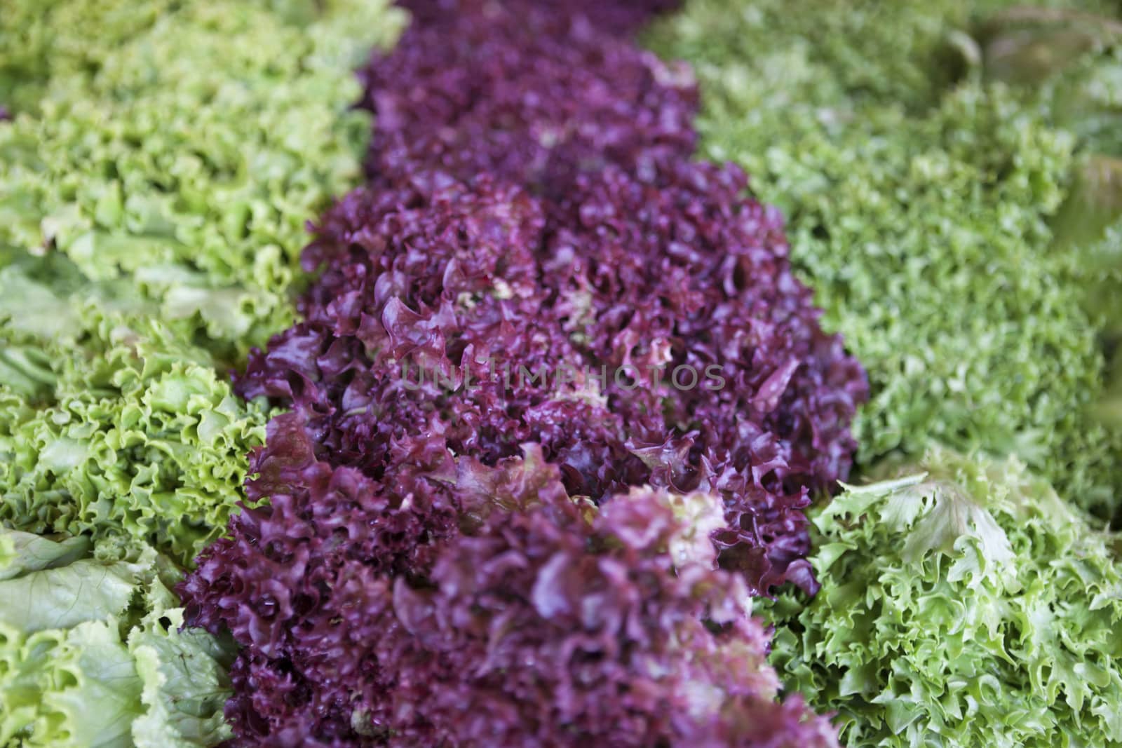 Salad mix with rucola, frisee, radicchio and lamb's lettuce. 