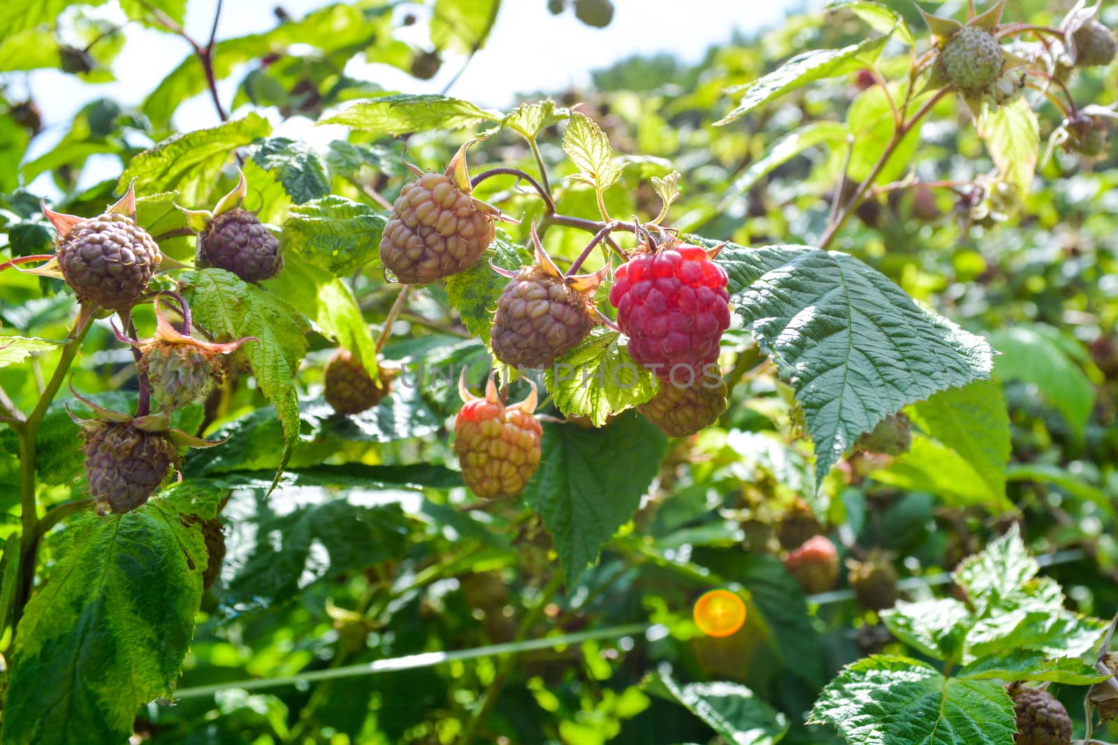 Raspberry in early summer.