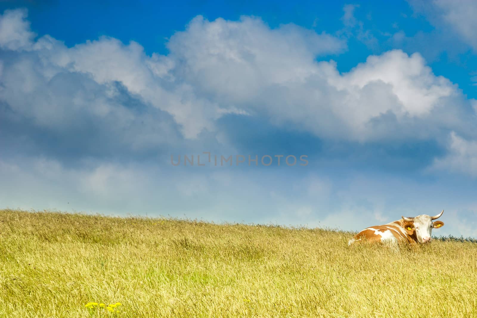 Grassfield with the cow resting. Clouds in background.