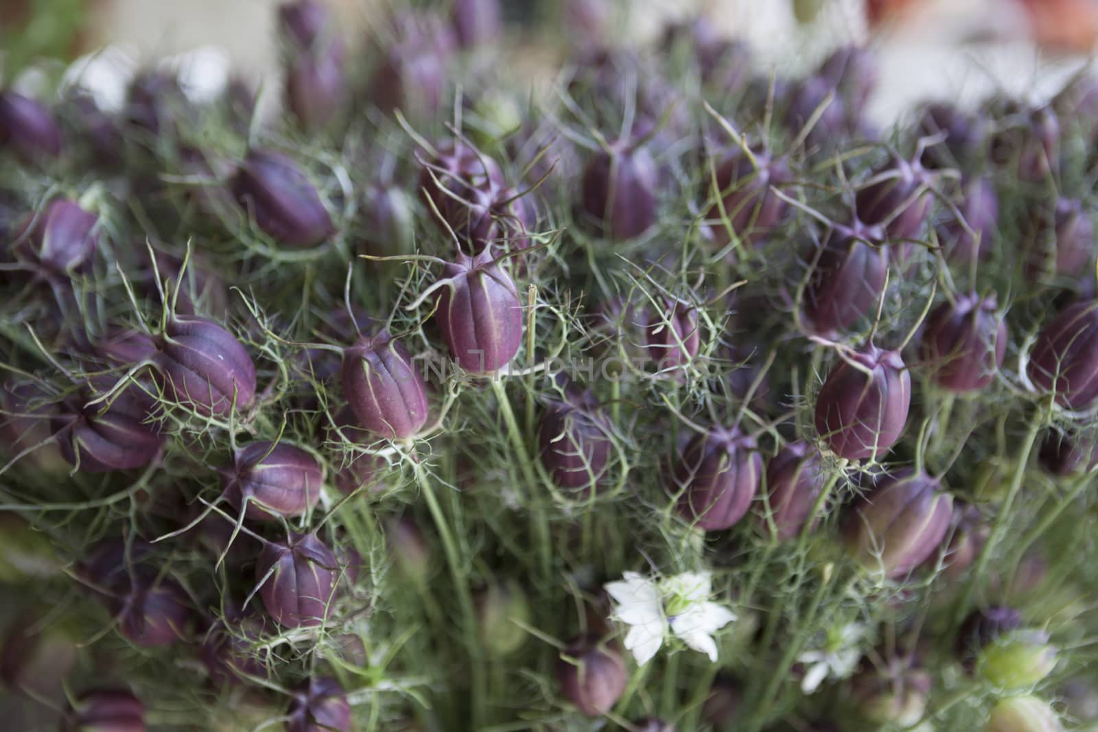 Bouquet of fresh wildflowers in a basket.