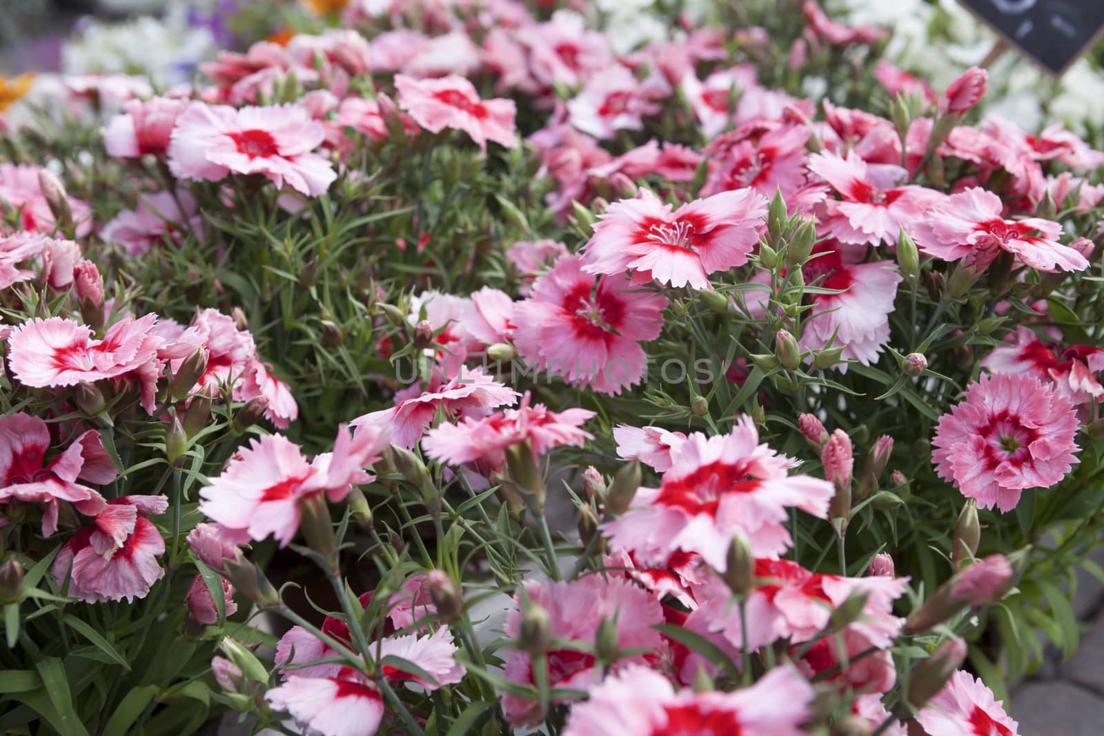 Pink carnation flowers on a small flower market by mcherevan