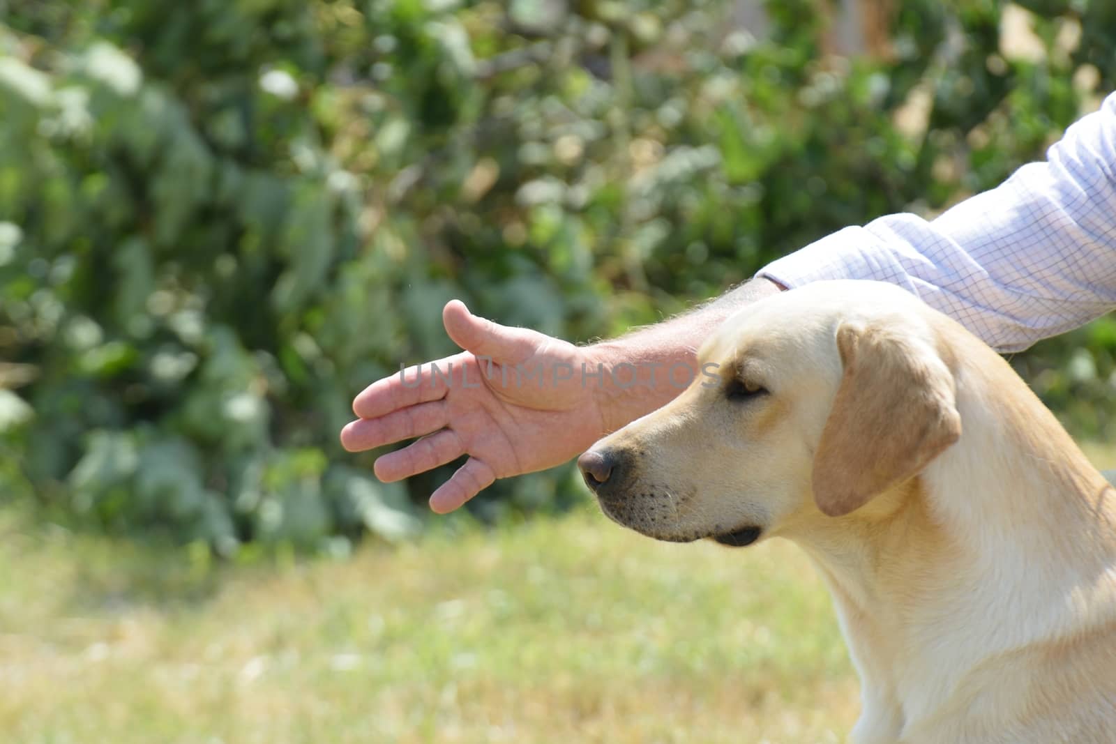 Golden Retriever in training