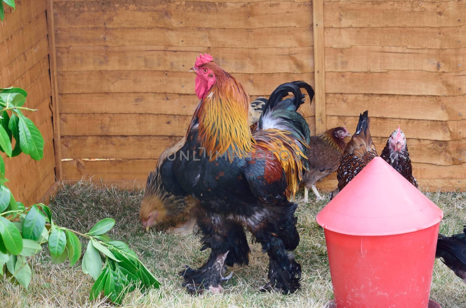 Free range chicken near feeder by pauws99