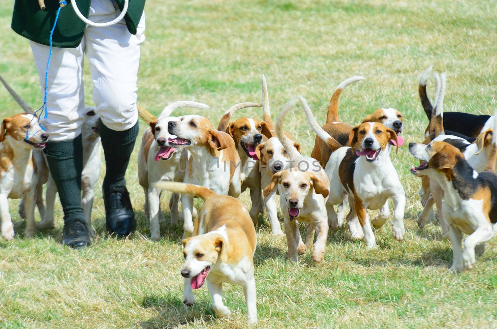 Pack of Beagles hunting by pauws99