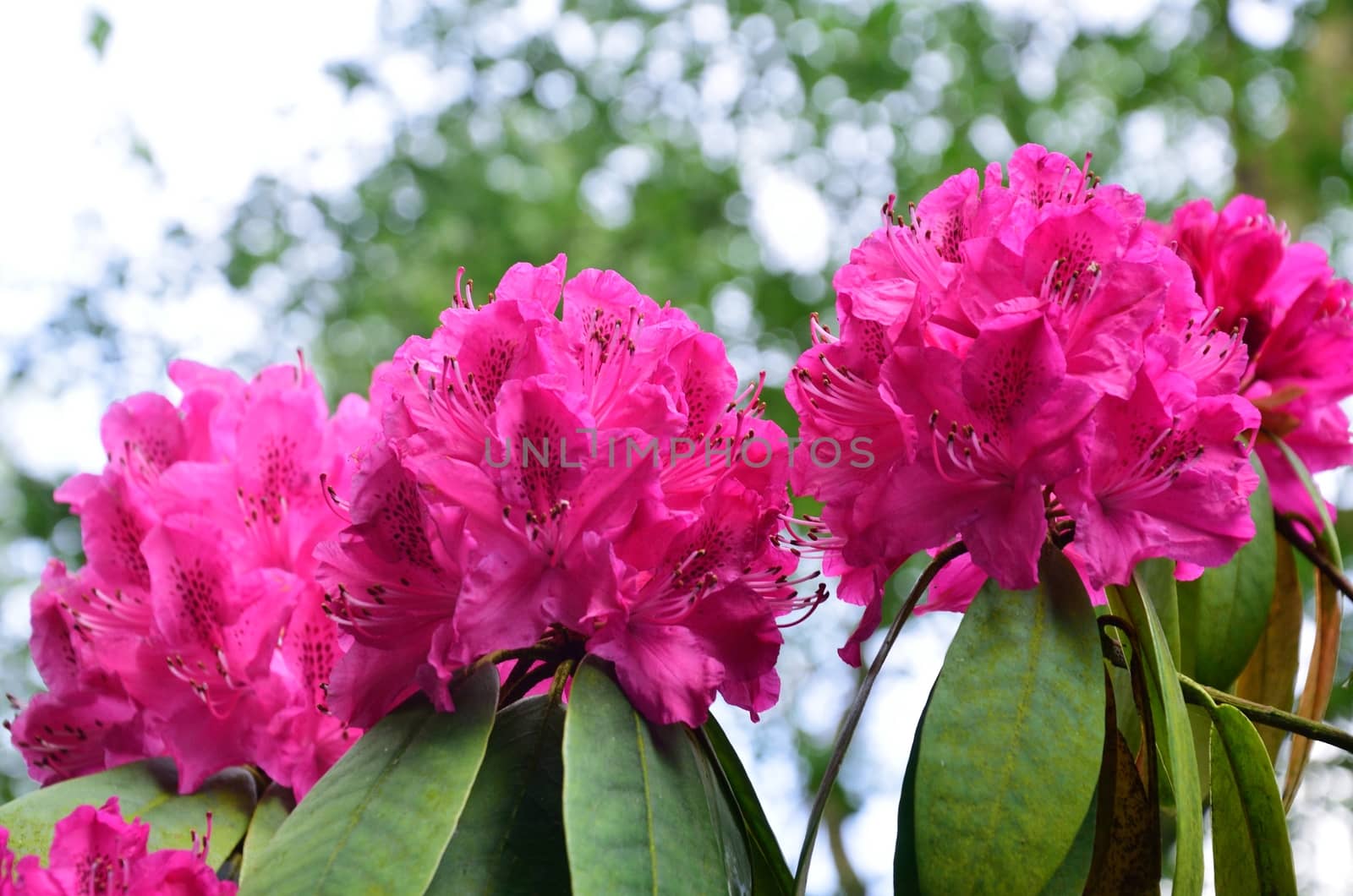 Three Purple  Rhodedendra heads