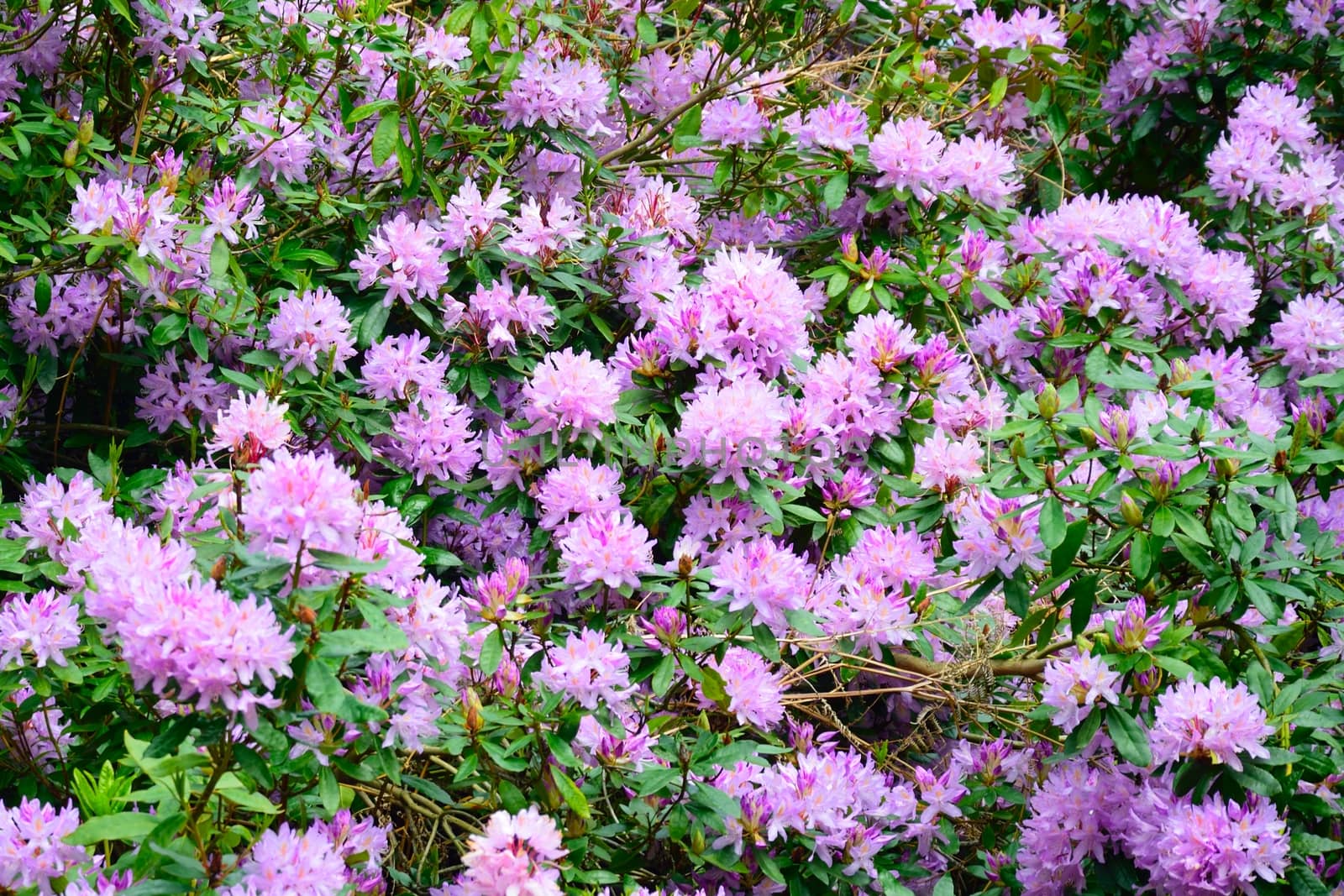 Large group of Purple Rhodedendrons