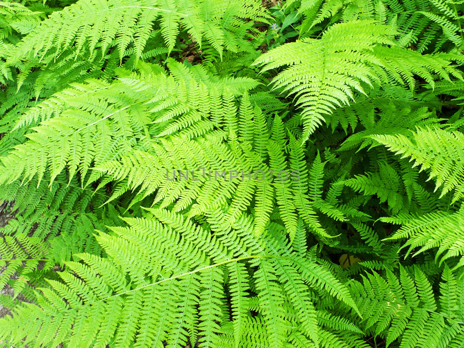 Close up of a fern in forest