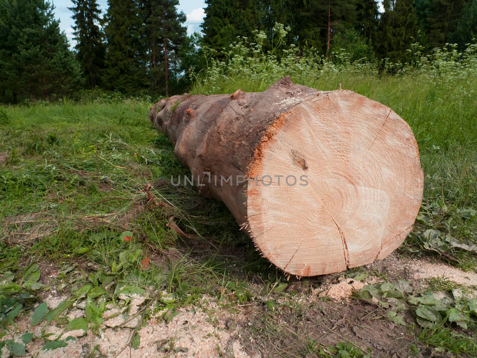 Lumber by jol66