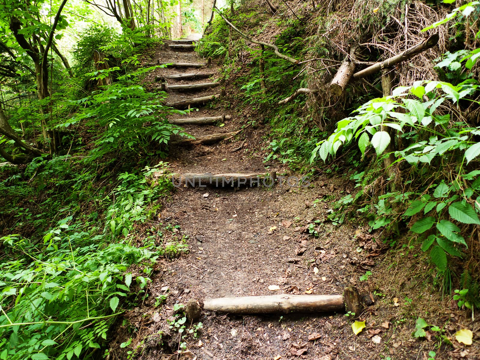 Tourist path with stairs  in forest