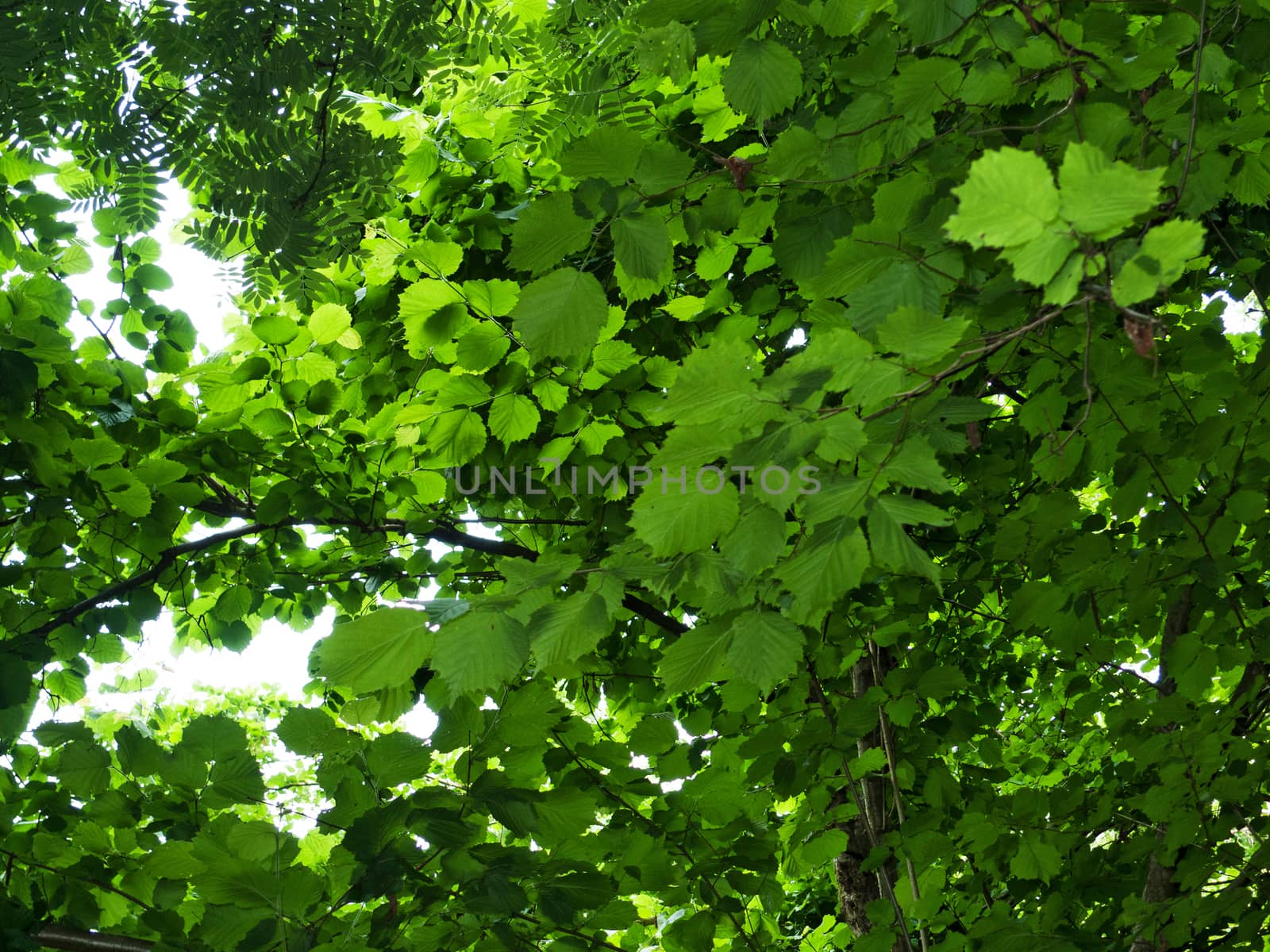 View of leaves in forest