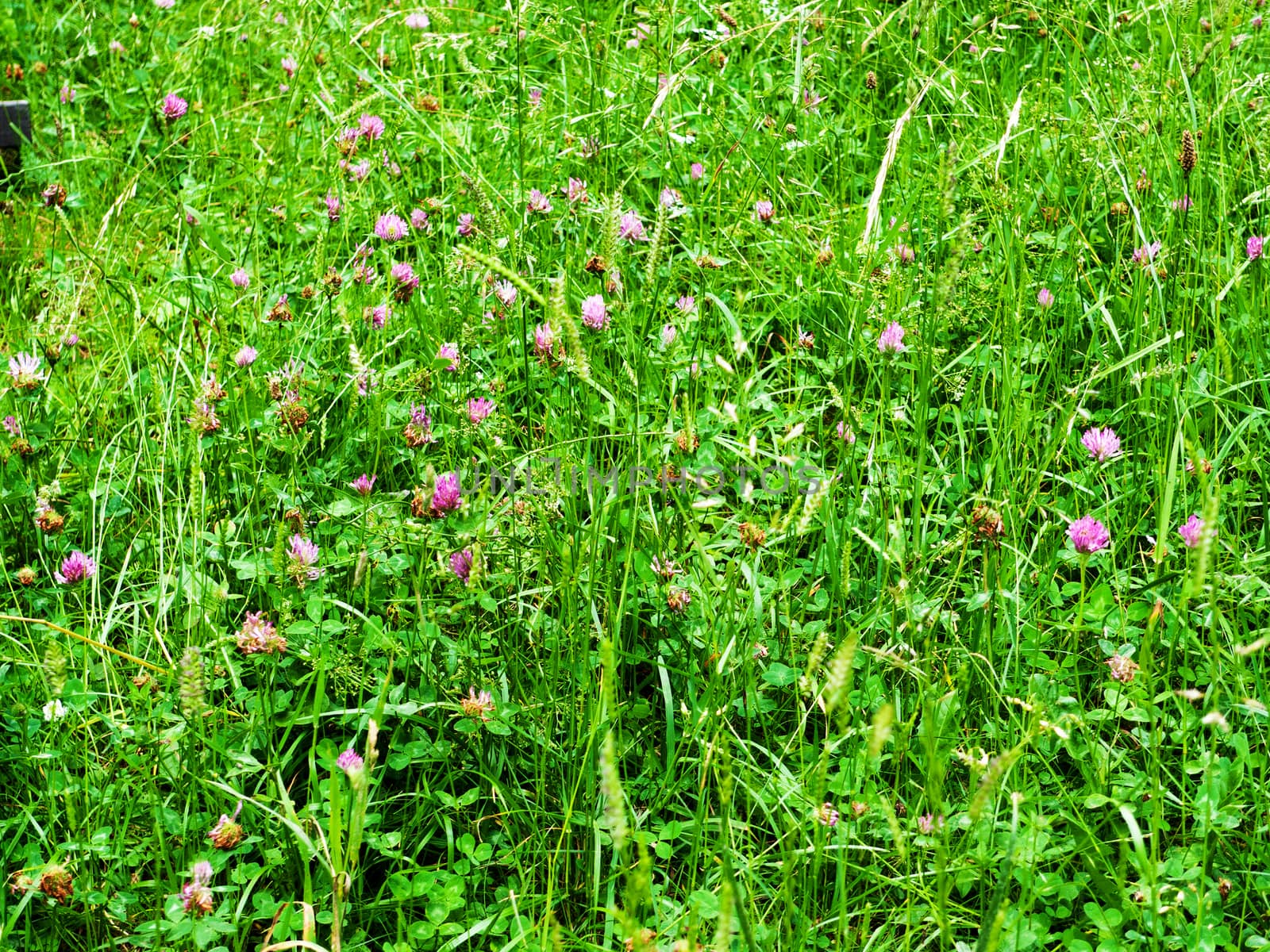 Field of plants, grass and flowers