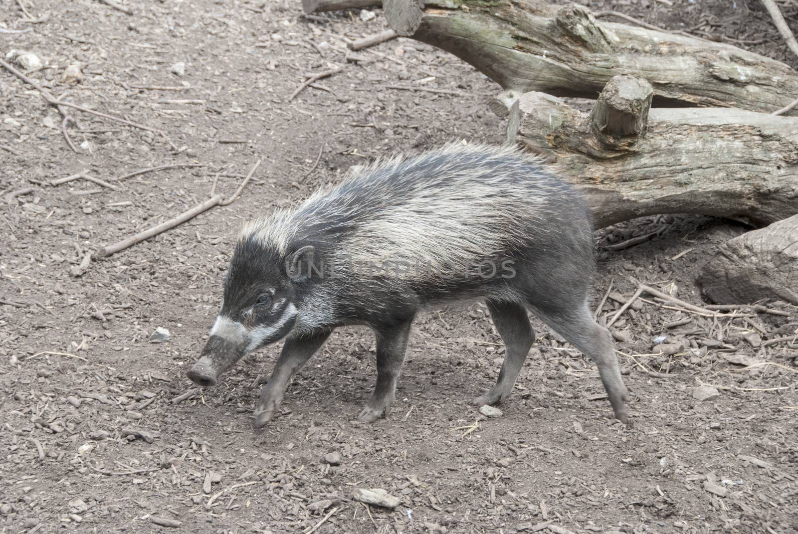A Visayan Warty Pig  (Sus cebifrons) a critically endangered species from the Philippines.
