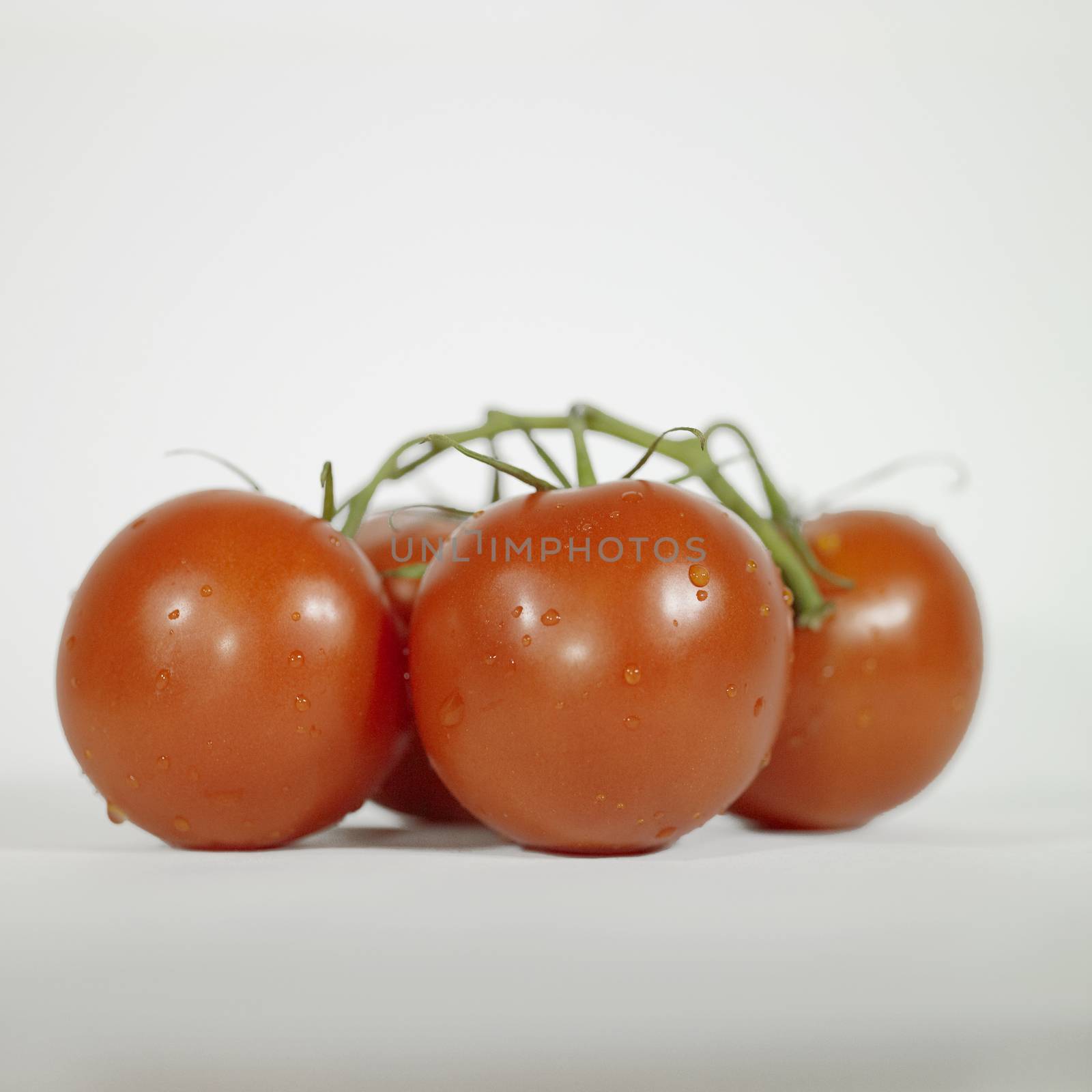 Closeup of fresh tomatoes on the vine
