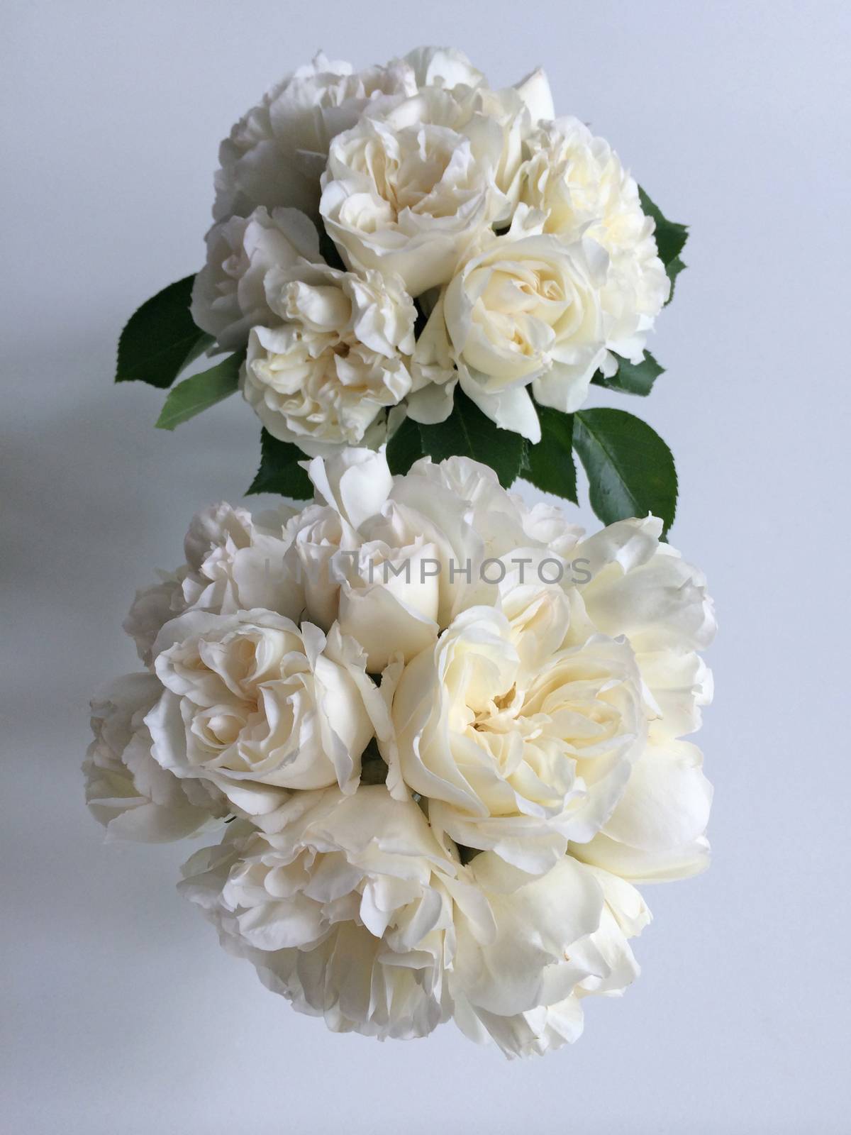 Two bouquets of white tea roses