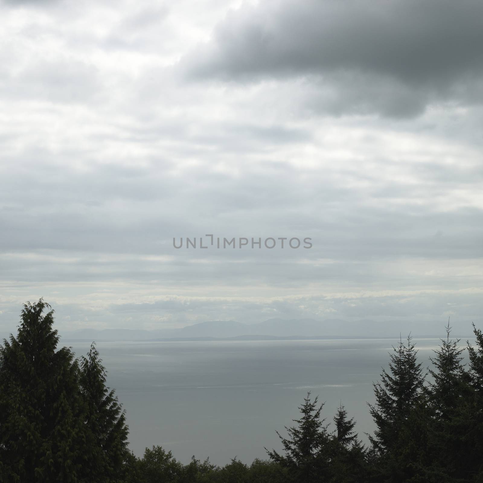 Tree tops and ocean view