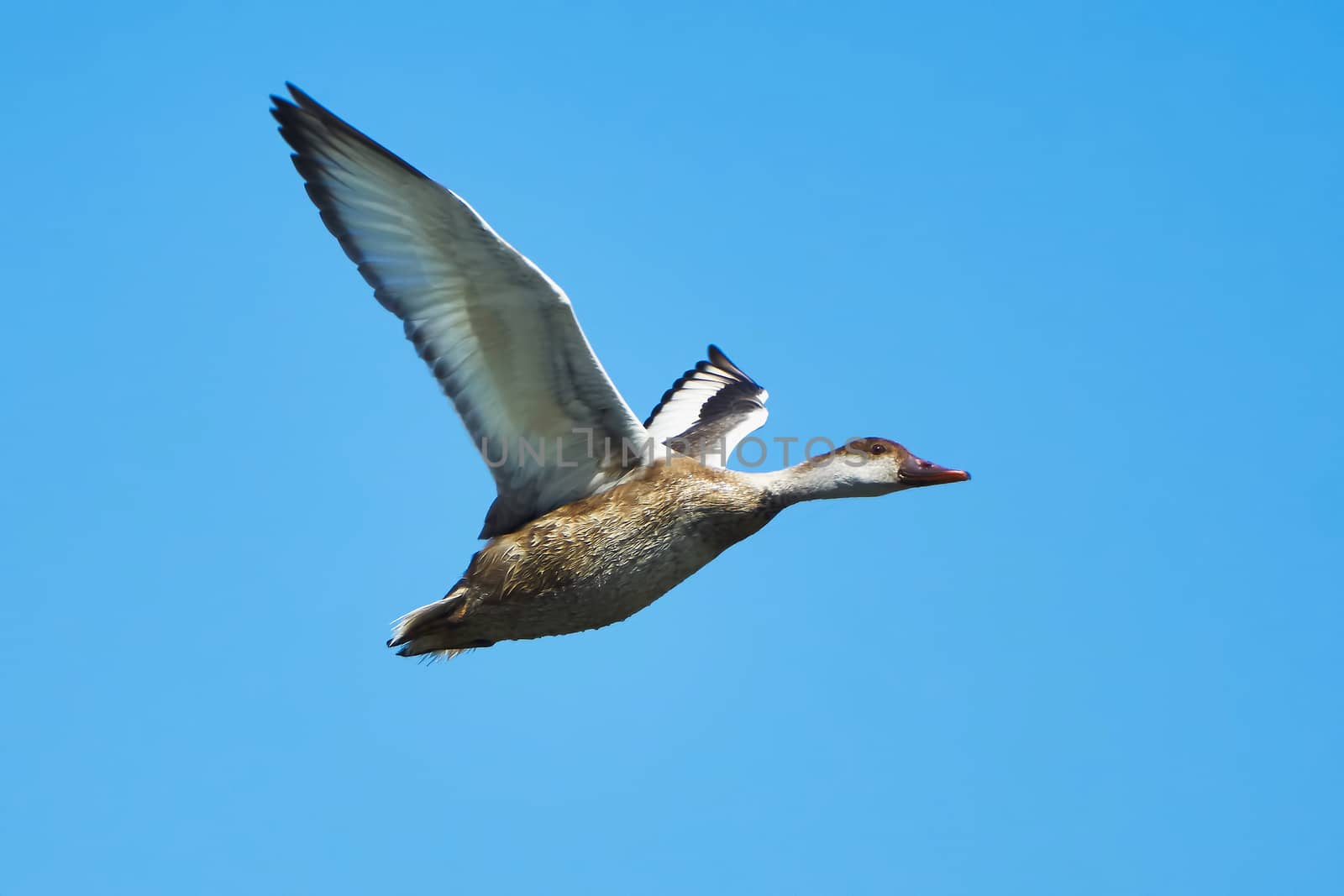 Duck in flight against the blue sky                               