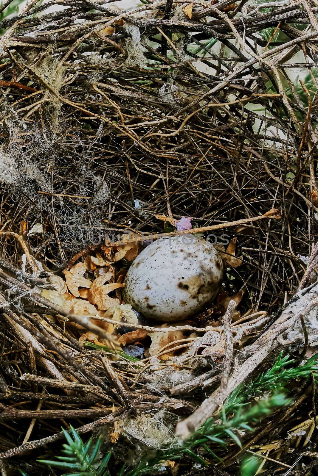 Bird's nest with eggs on a tree branch