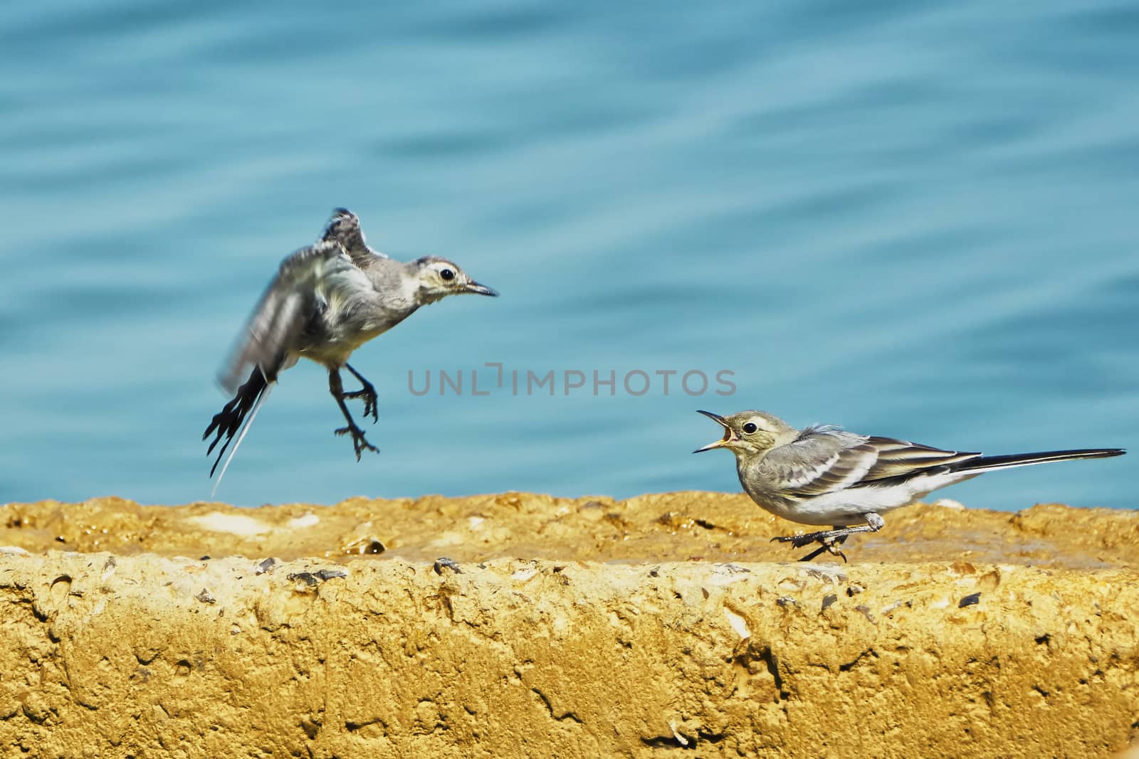 Sand Martins on the beach                                                              