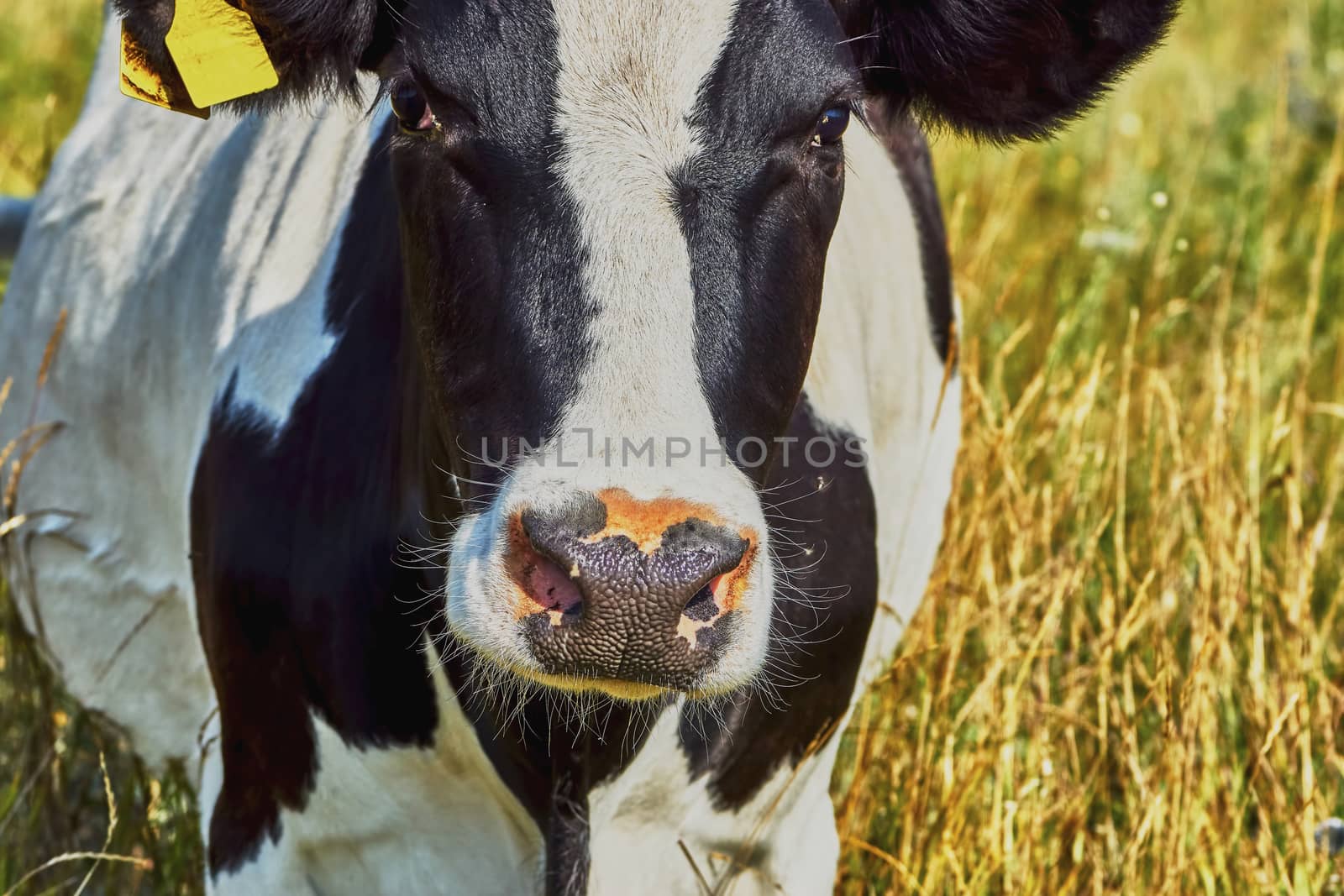 Cow on a summer pasture on a hot day                               
