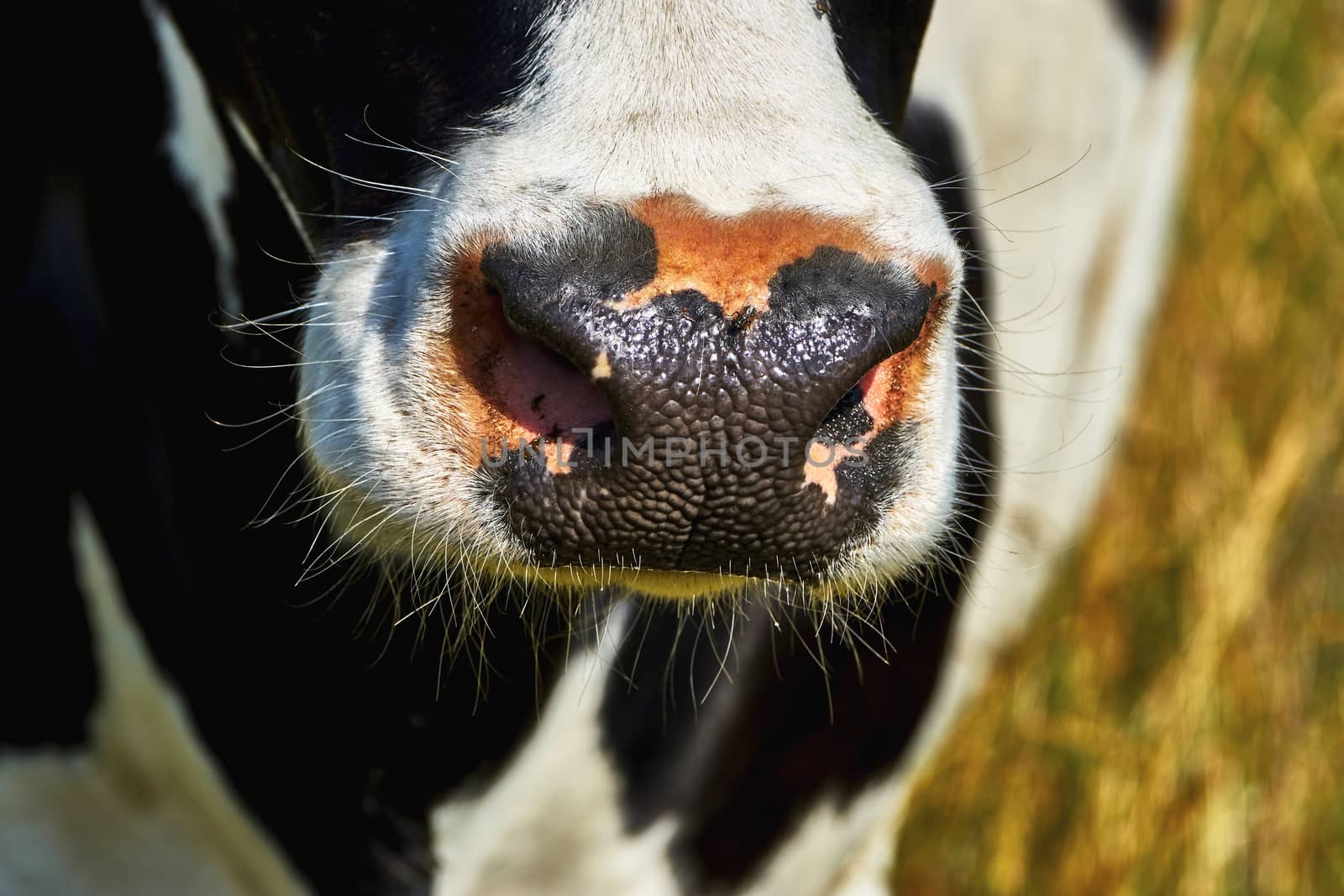 Nose cow closeup