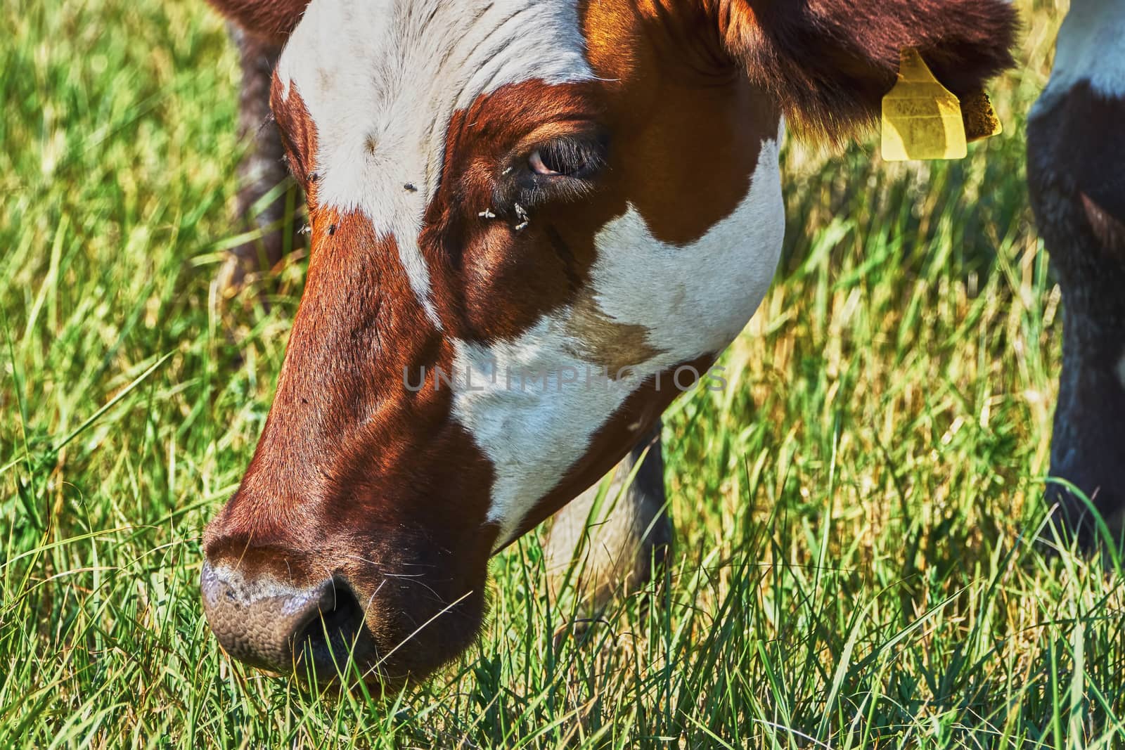 Cow on a summer pasture on a hot day                               