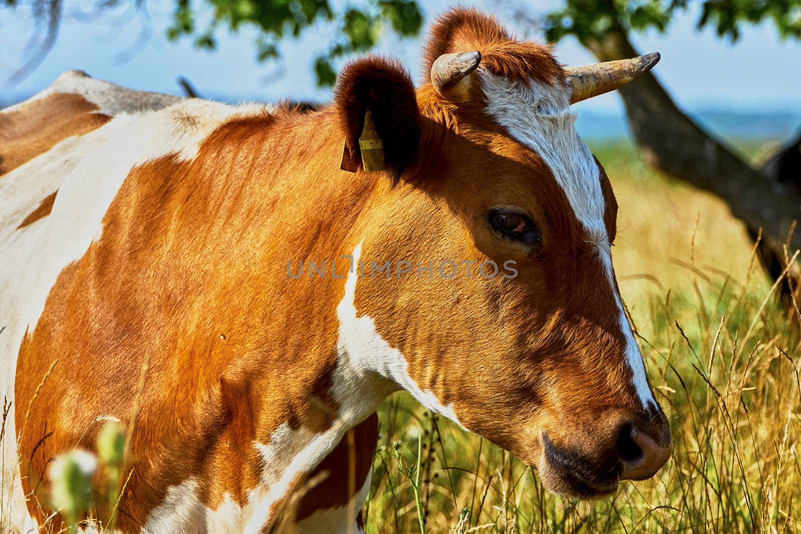 Cow on a summer pasture on a hot day                               