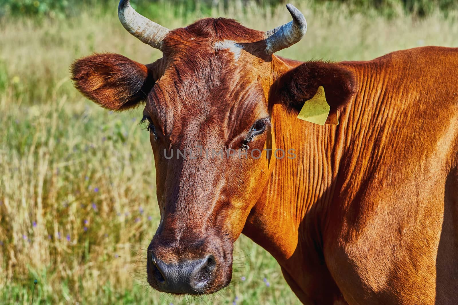 Cow on a summer pasture on a hot day                               