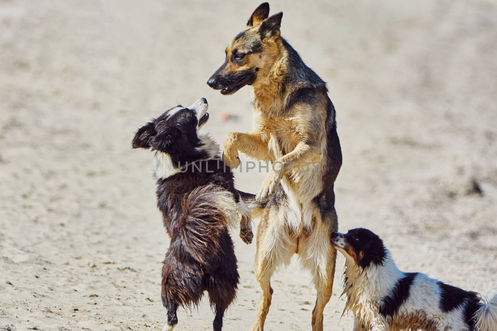 Stray dogs on the beach on a hot summer day                               