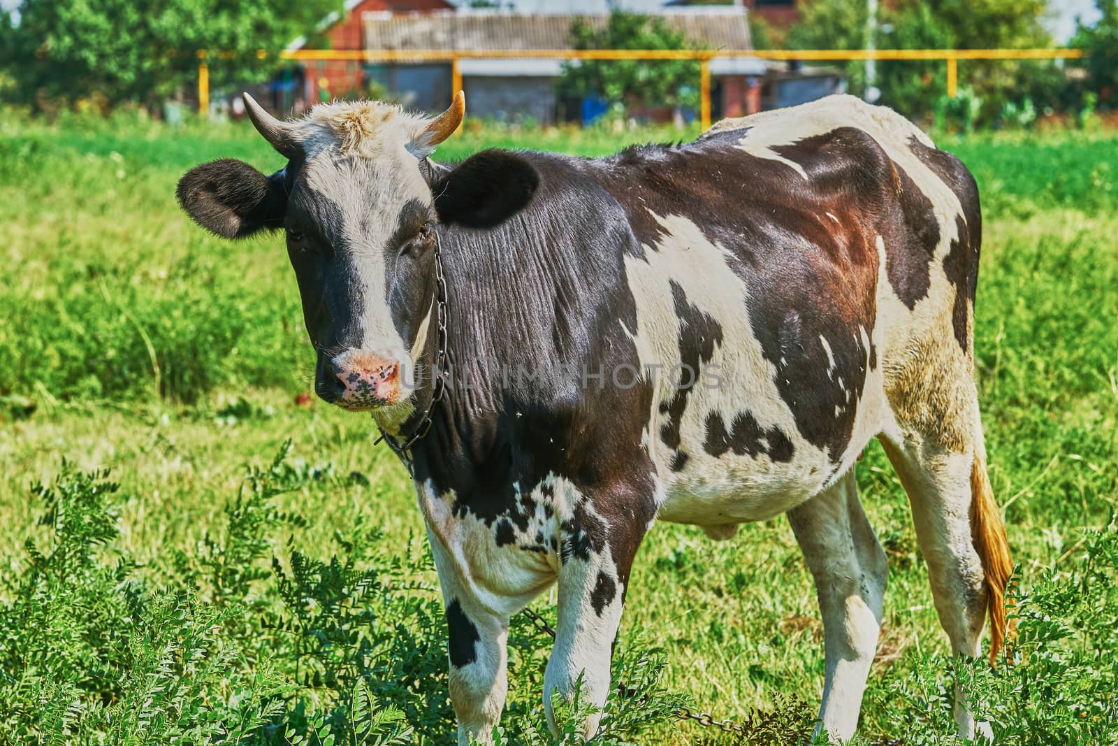 Cow on a summer pasture on a hot day                               