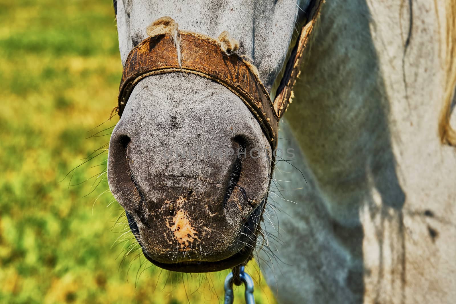 Nose horse closeup                               