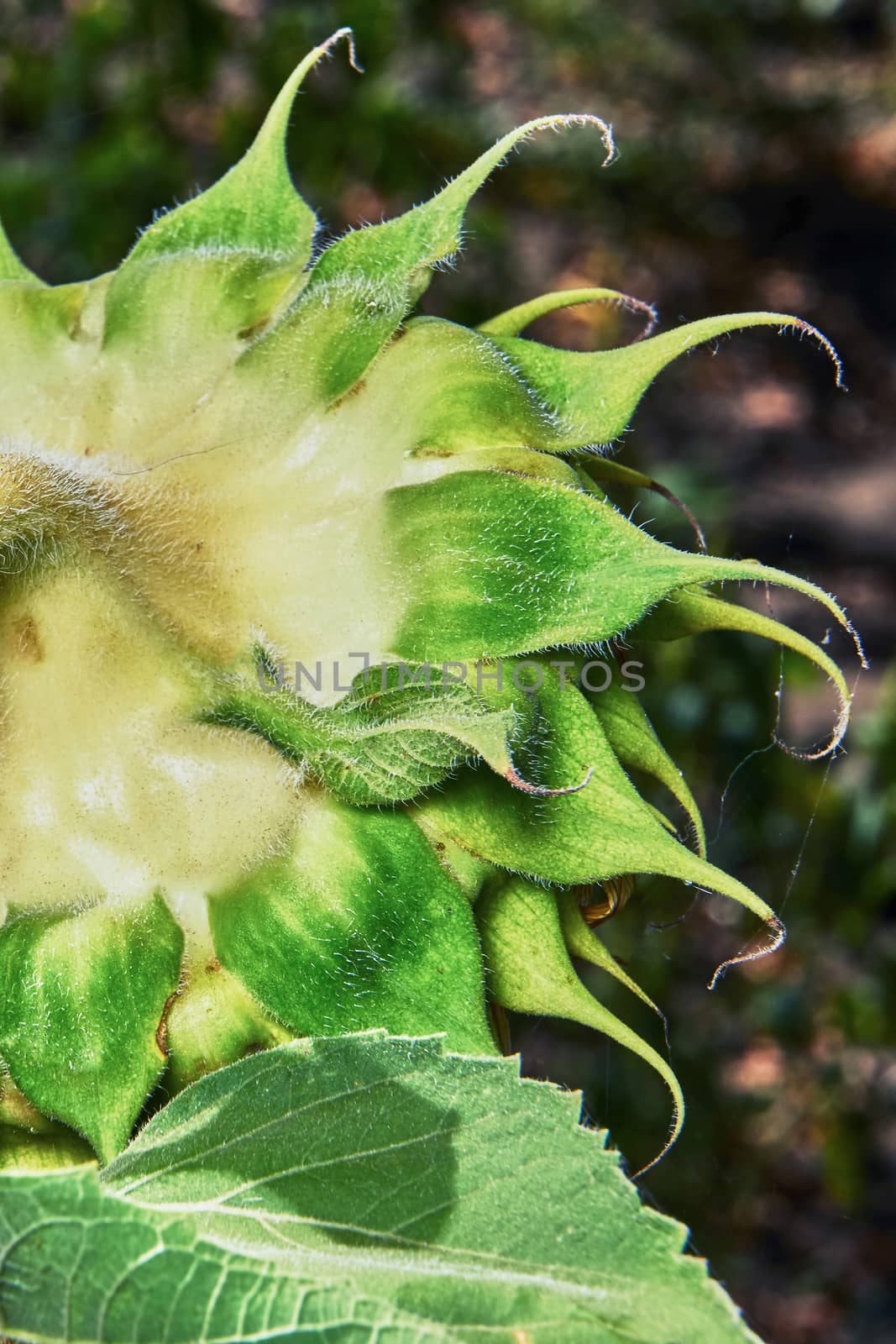 The head of a sunflower on the field (back view)                              