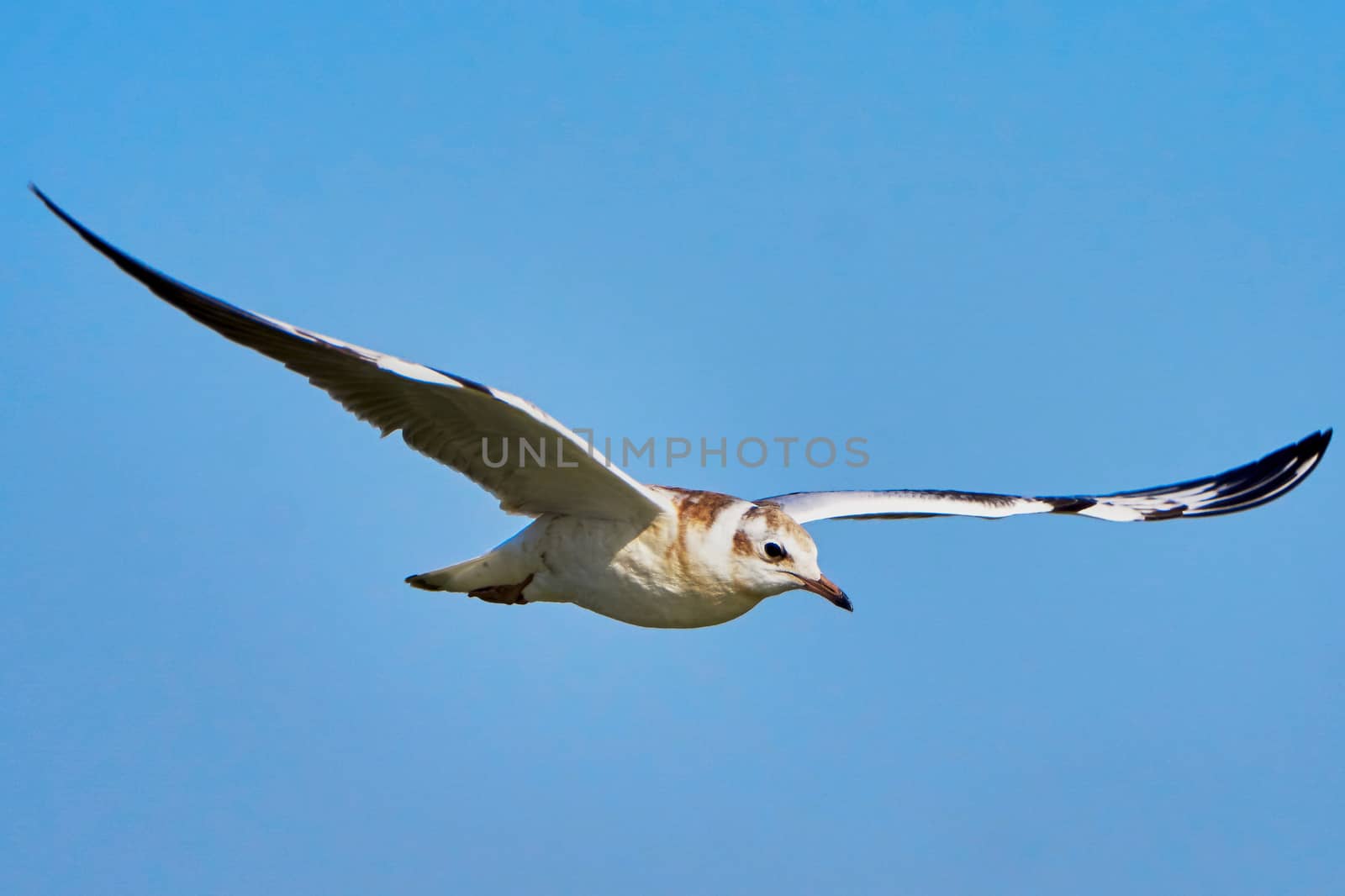 Seagull in flight against the blue sky                                                              