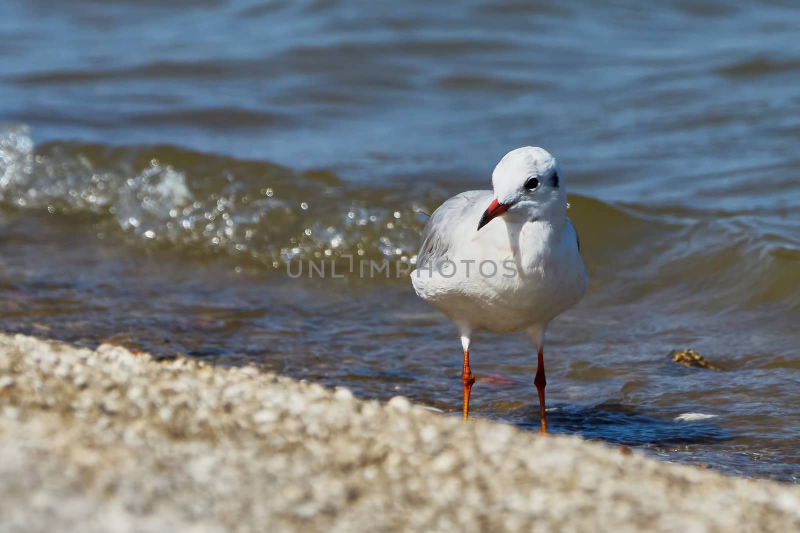 Seagull on the beach (Taganrog Bay)                                                              