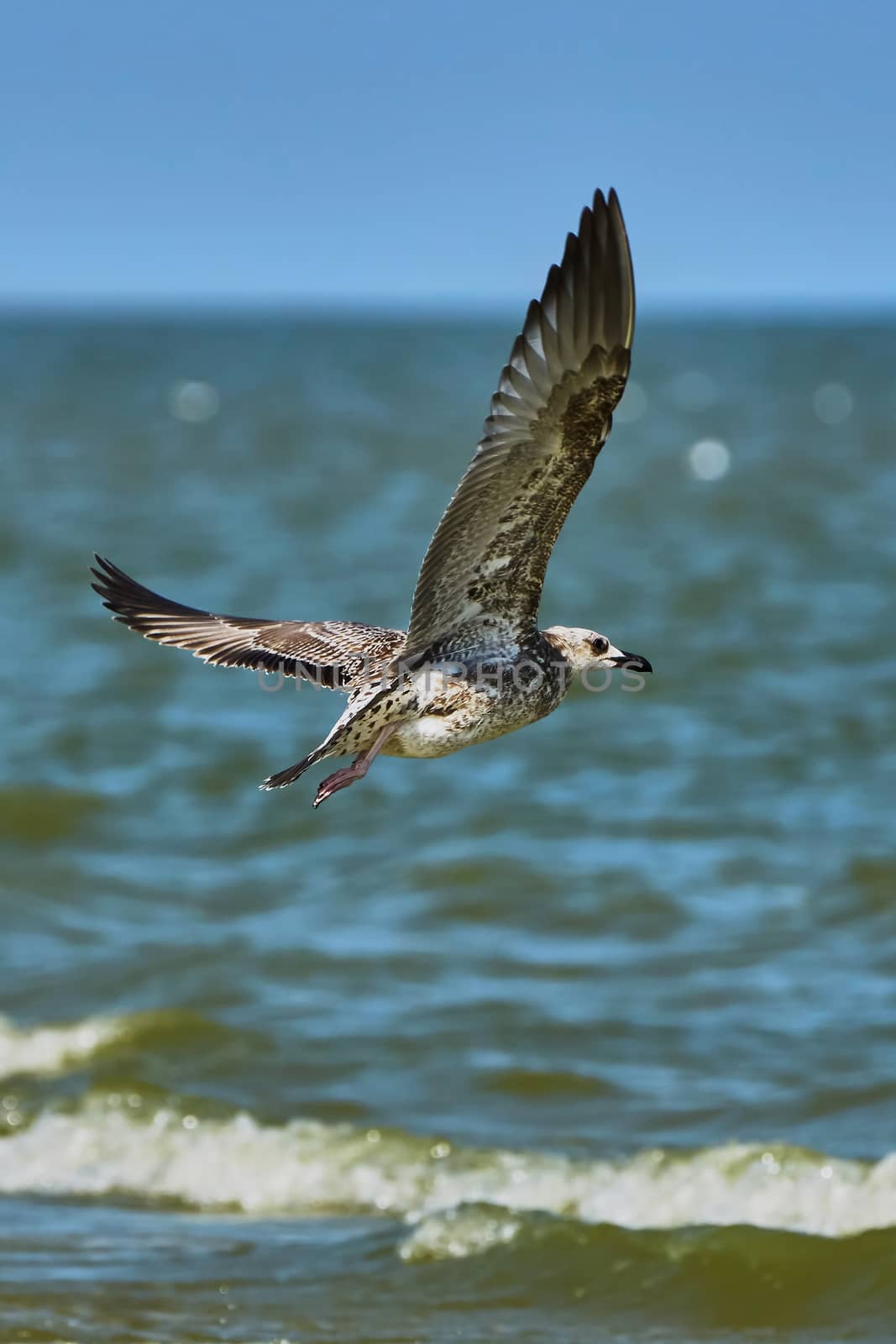  Common gull in flight over the sea                                                             