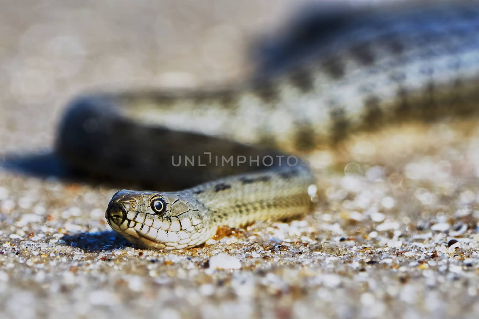 Water snake on the Bay summer day                               