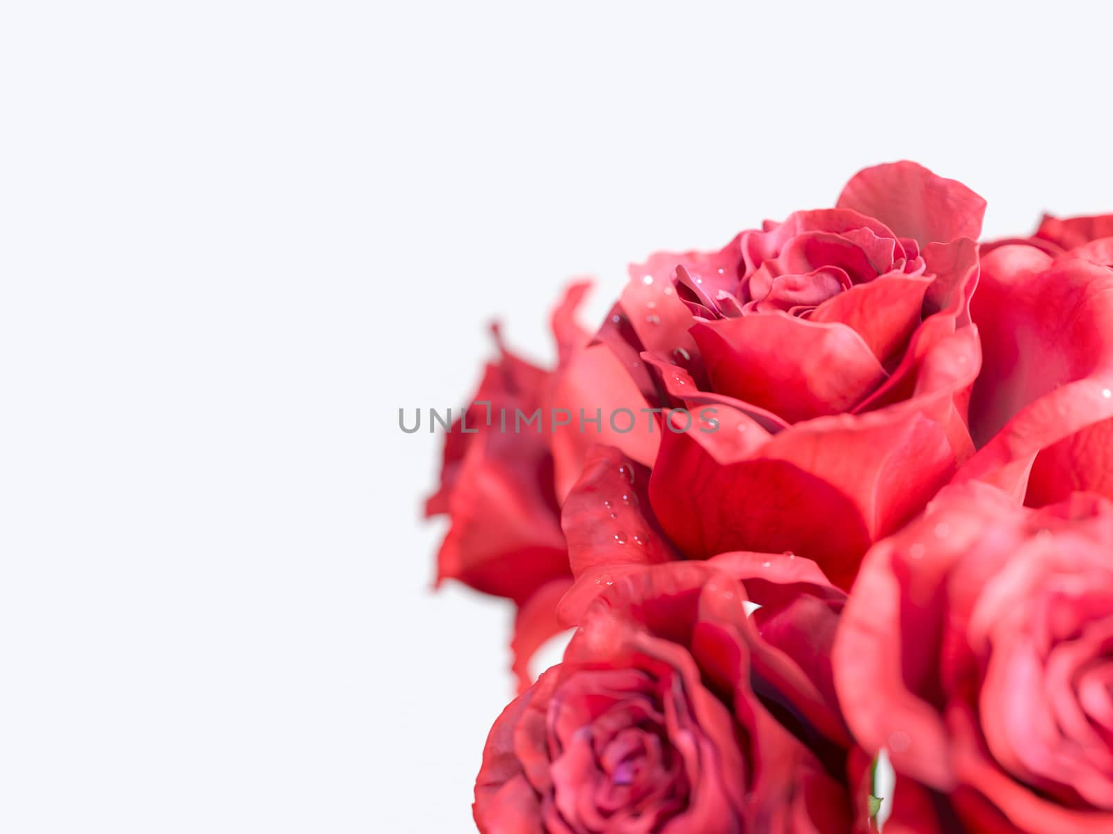 red rose isolated on white background holiday background
