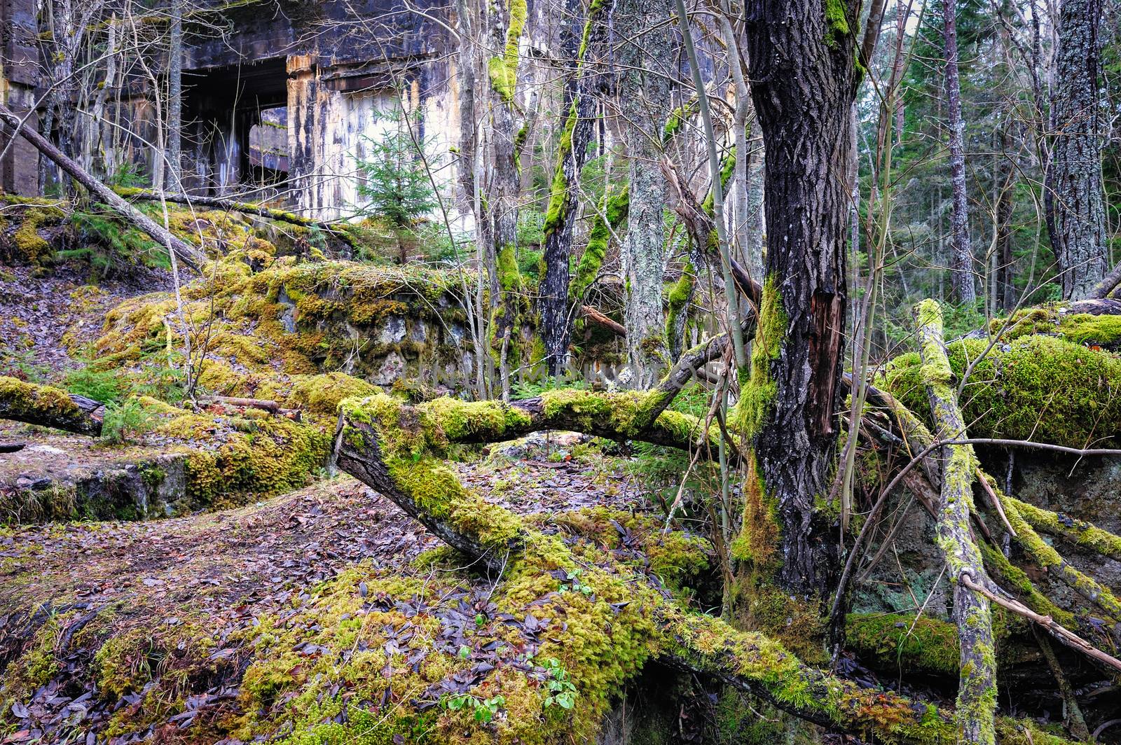 Moss on the old ruins and trunks in coniferous forest