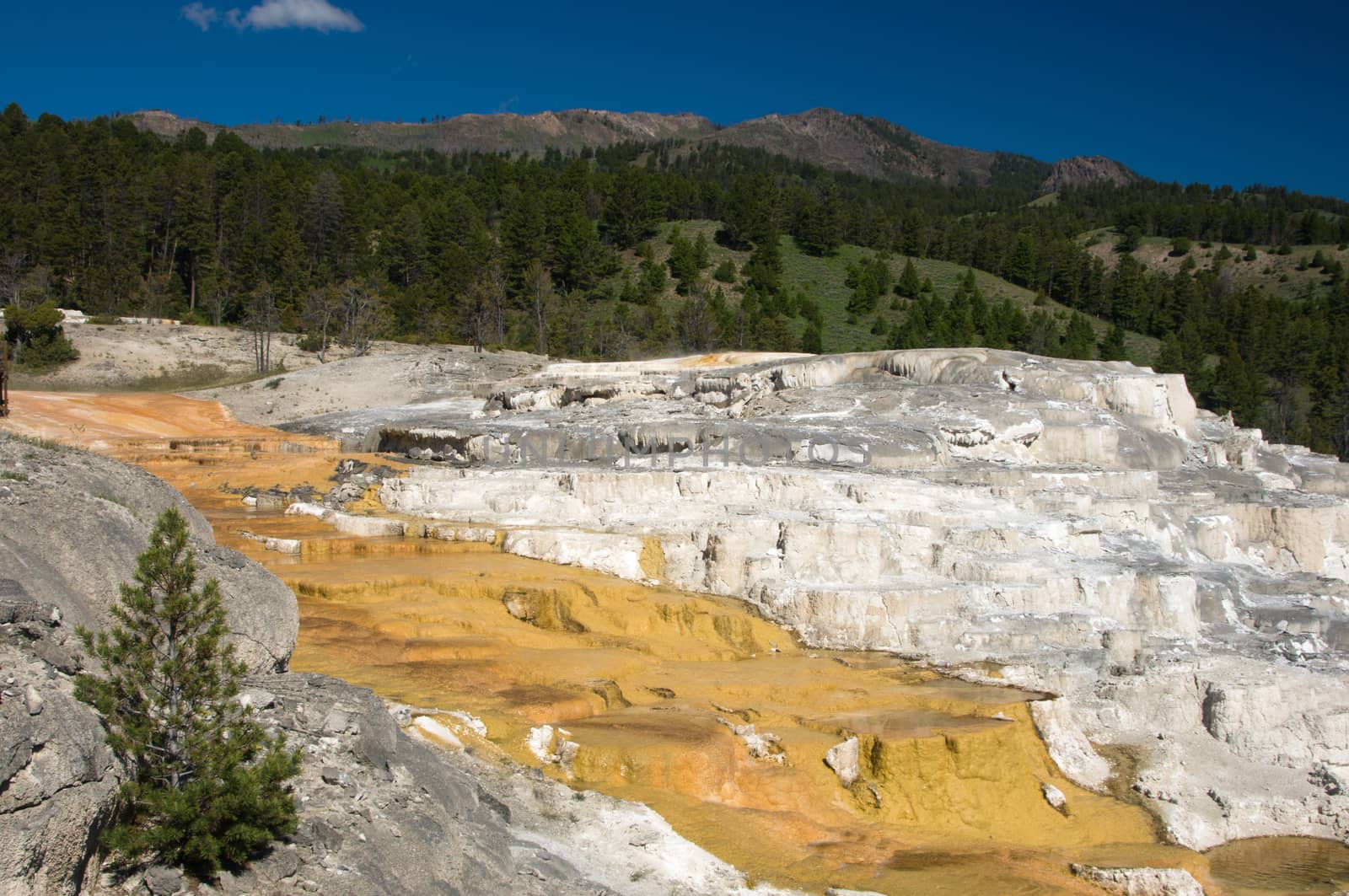 Thermal terraces of Mammoth Hot Springs Yellowstone National Park