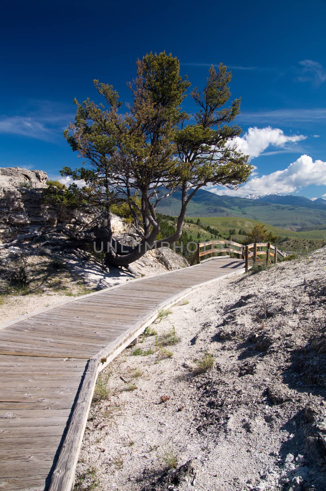 Tree on edge of boardwalk in Mammoth Hot Springs, Yellowstone Park