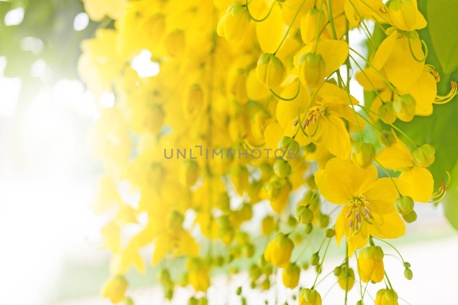 Summer Background. Flowers. Spring Background. Nature Background. Yellow Flowers