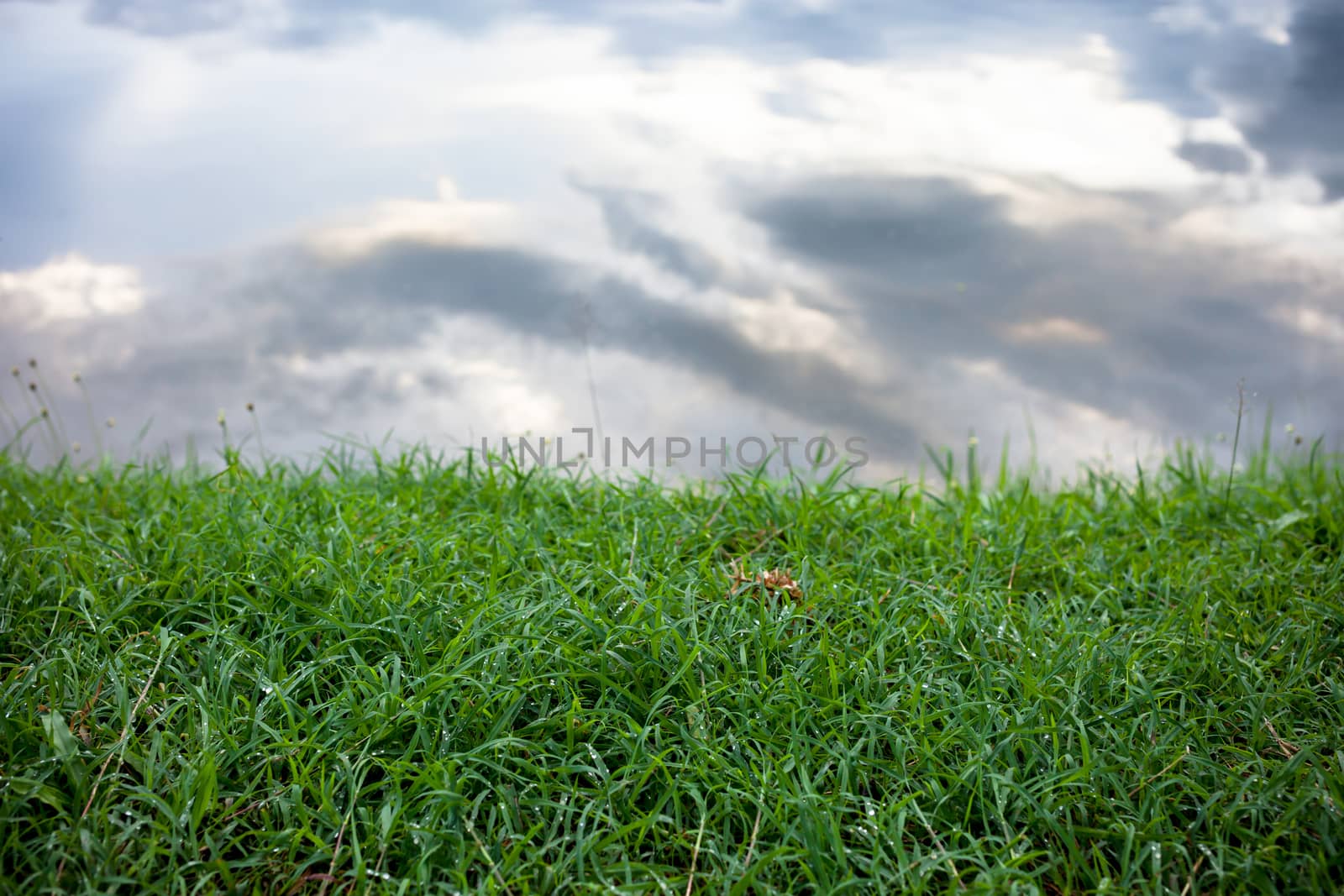 green grass and sky reflected in the river .