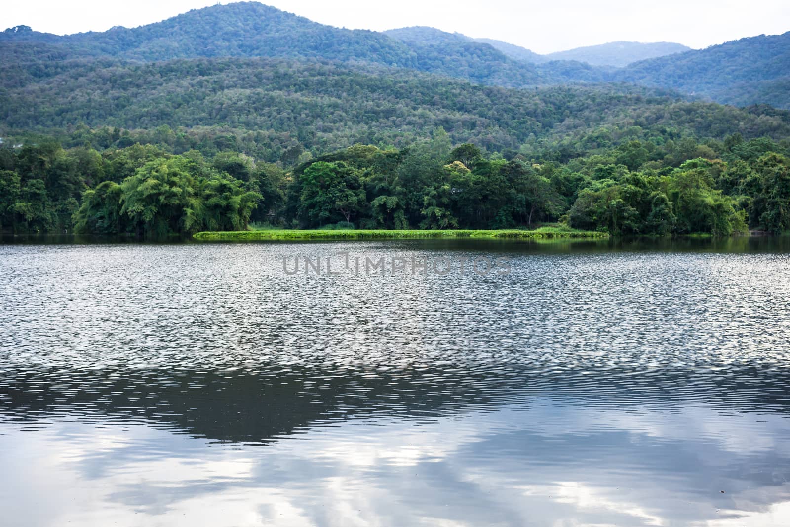 Spring forest is reflected in the river .