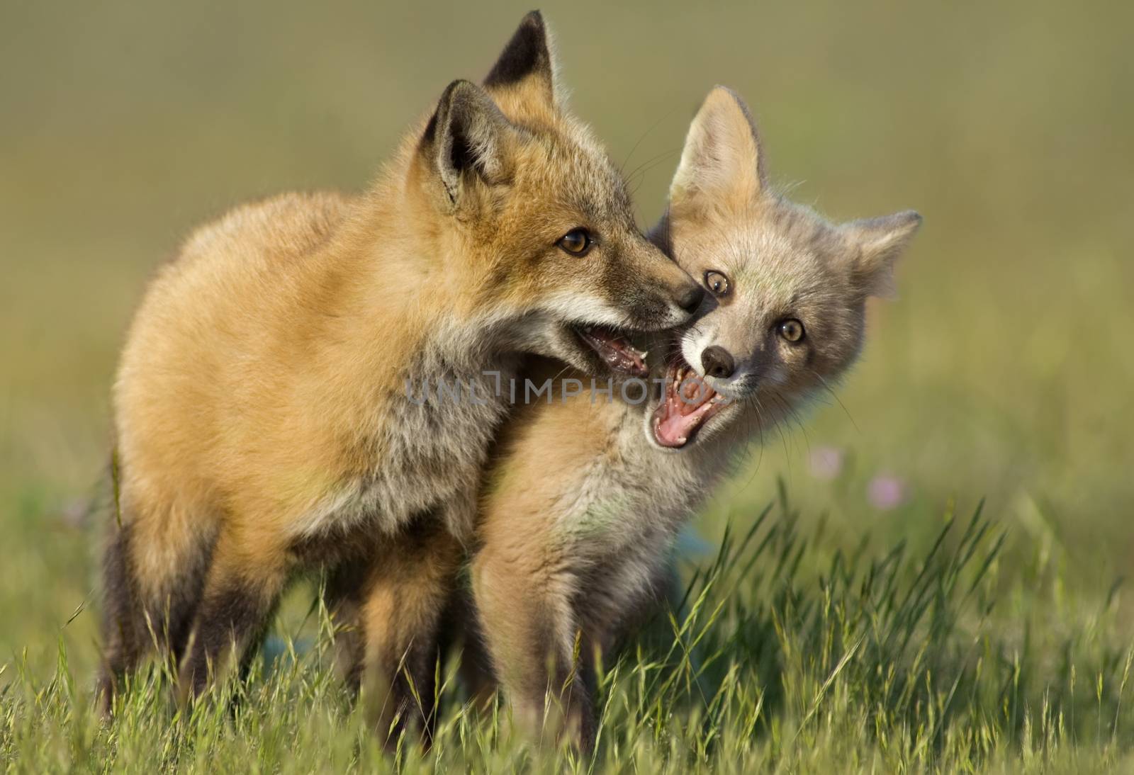 Two young red foxes playing in a field near their den.