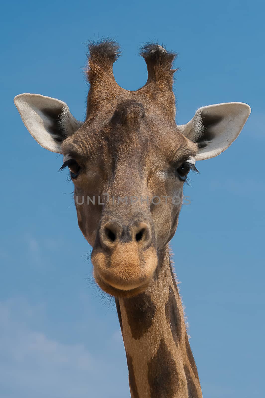 Giraffe by cedicocinovo
