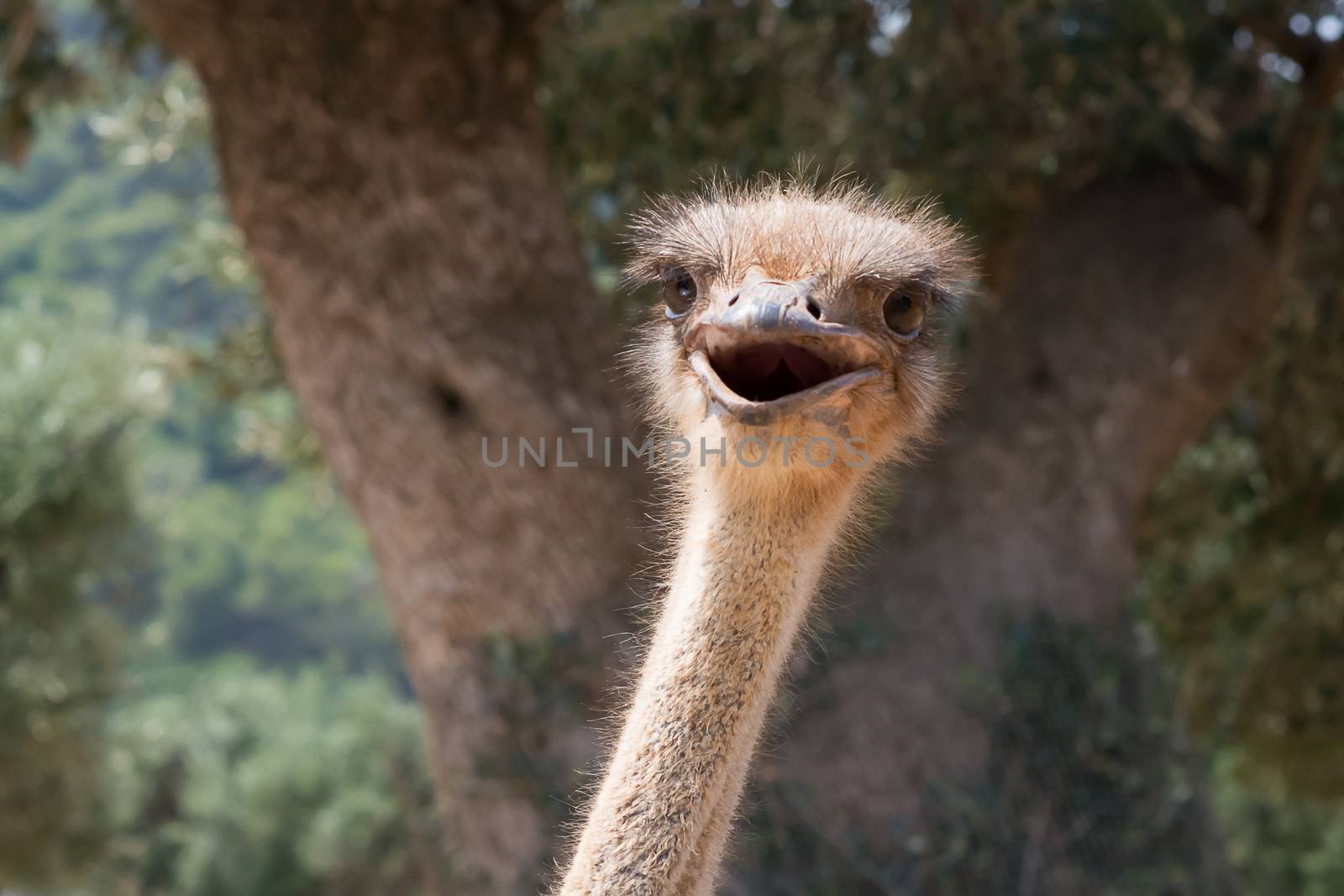 young ostrich expression really curious and playful