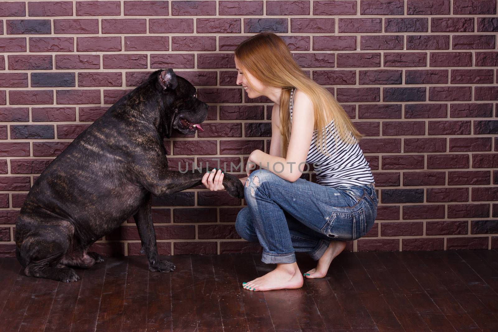 girl in jeans and a t-shirt Cane Corso dog learns the command Give paw by victosha