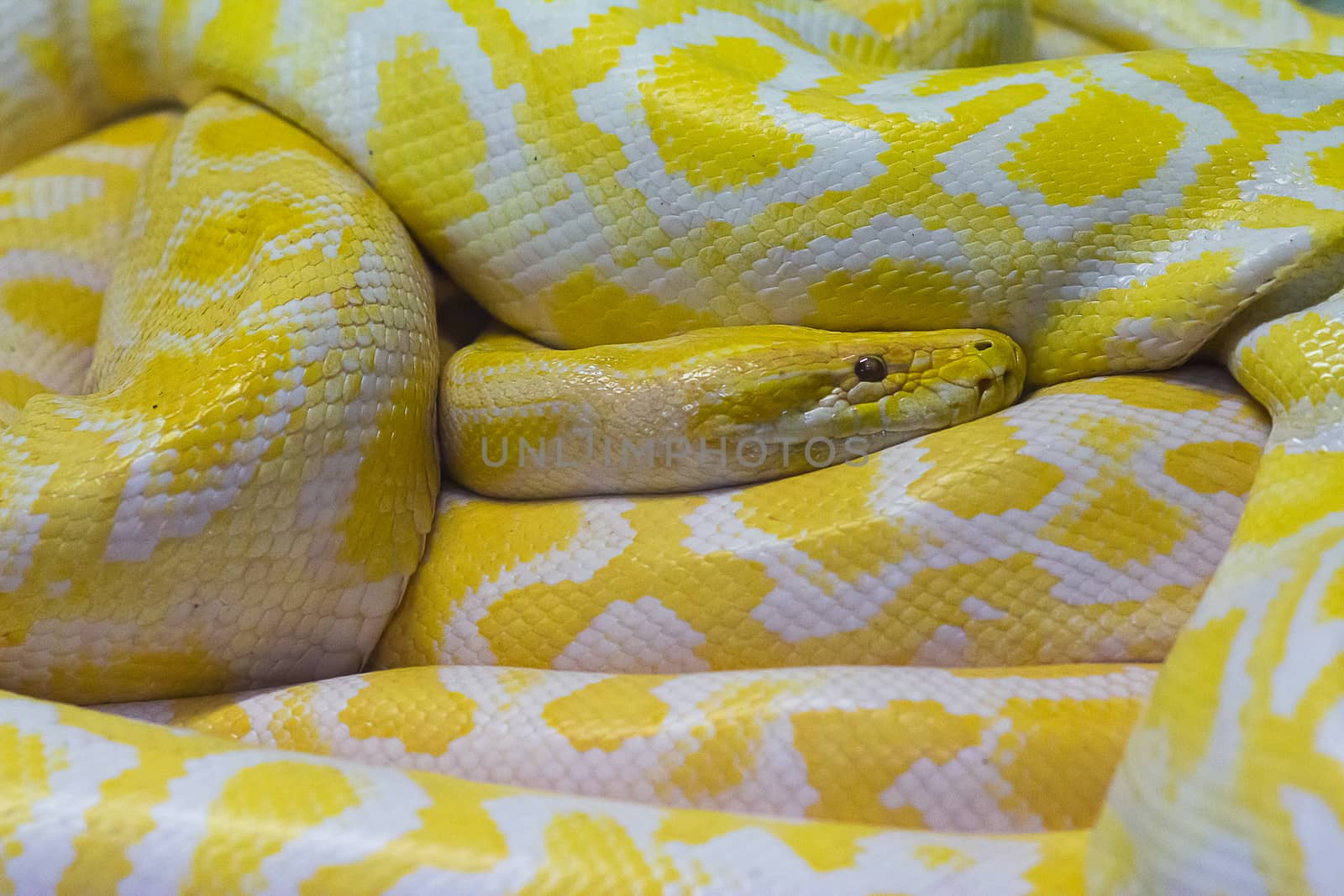 snake huge white and yellow while resting