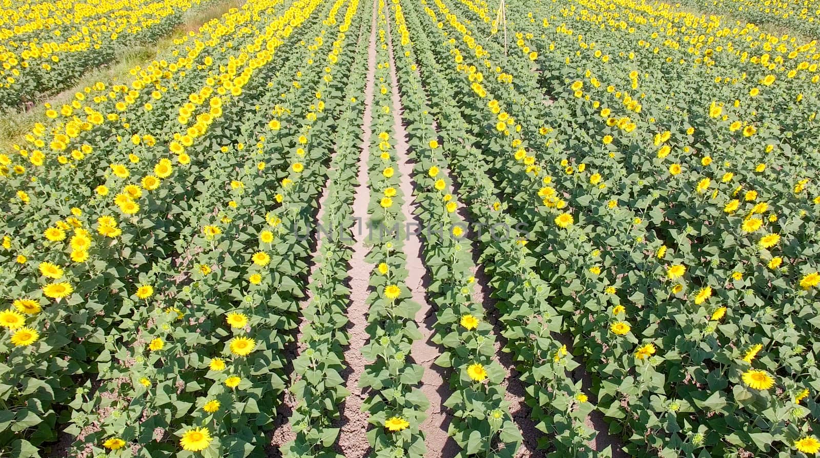 Aerial view of sunflowers field.